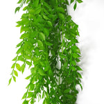 6 X 100cm Artificial Hanging String Of Pearls Fern Plant Light Green