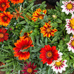 Hayloft Gazania Big Kiss Collection - Set Of 9 Young Plants