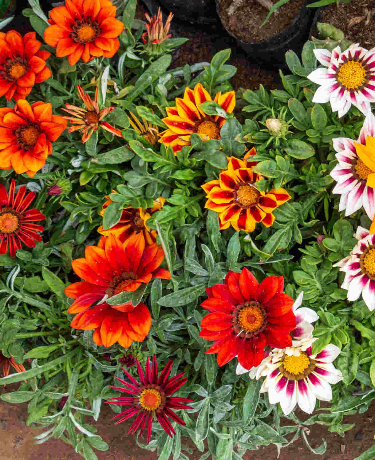 Hayloft Gazania Big Kiss Collection - Set Of 9 Young Plants