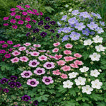 Timeless Hardy Geranium Collection - Bare roots | Set-of-6 | Multi Colour
