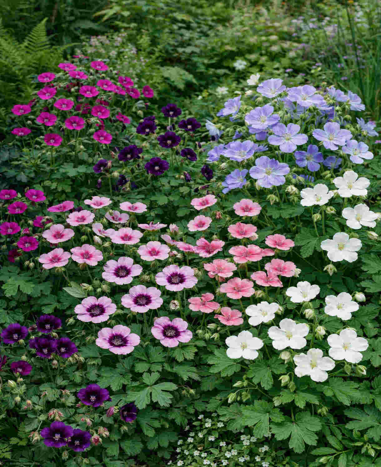 Timeless Hardy Geranium Collection - Bare roots | Set-of-6 | Multi Colour
