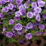 Calibrachoa 'double' Collection | 12 x Plug Plants | Multi