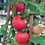 Honeymoon F1 Salad Tomato Seeds | 6 Seeds