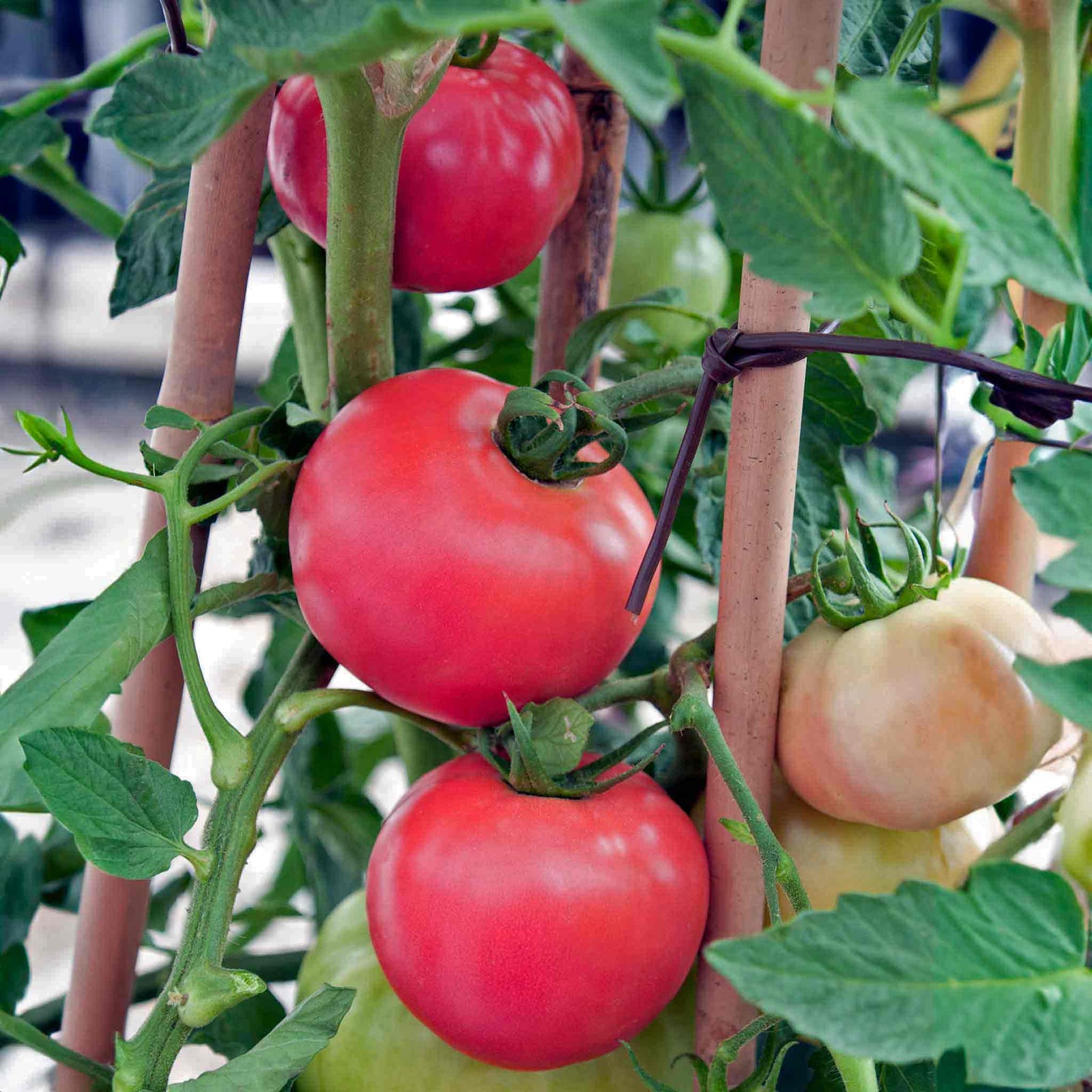 Honeymoon F1 Salad Tomato Seeds | 6 Seeds
