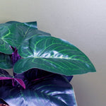 Artificial 35cm Ficus Plant Potted In Teal Blue Green Ceramic Planter
