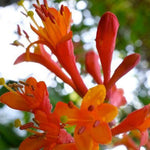 Lonicera Dropmore Scarlet Honeysuckle Climbing Plant 3-4ft Supplied In A 3 Litre Pot