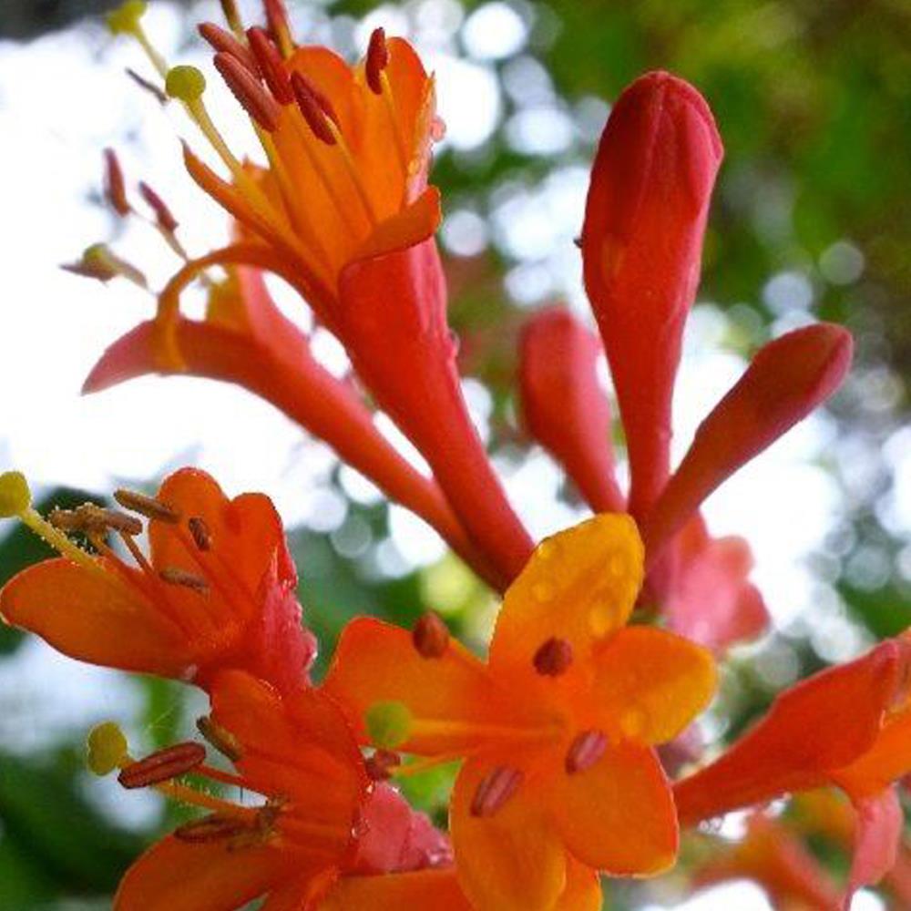 Lonicera Dropmore Scarlet Honeysuckle Climbing Plant 3-4ft Supplied In A 3 Litre Pot