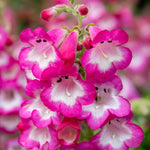Penstemon Arabesque Orchid 2l Perennial Plant | Set of 1 | Multi
