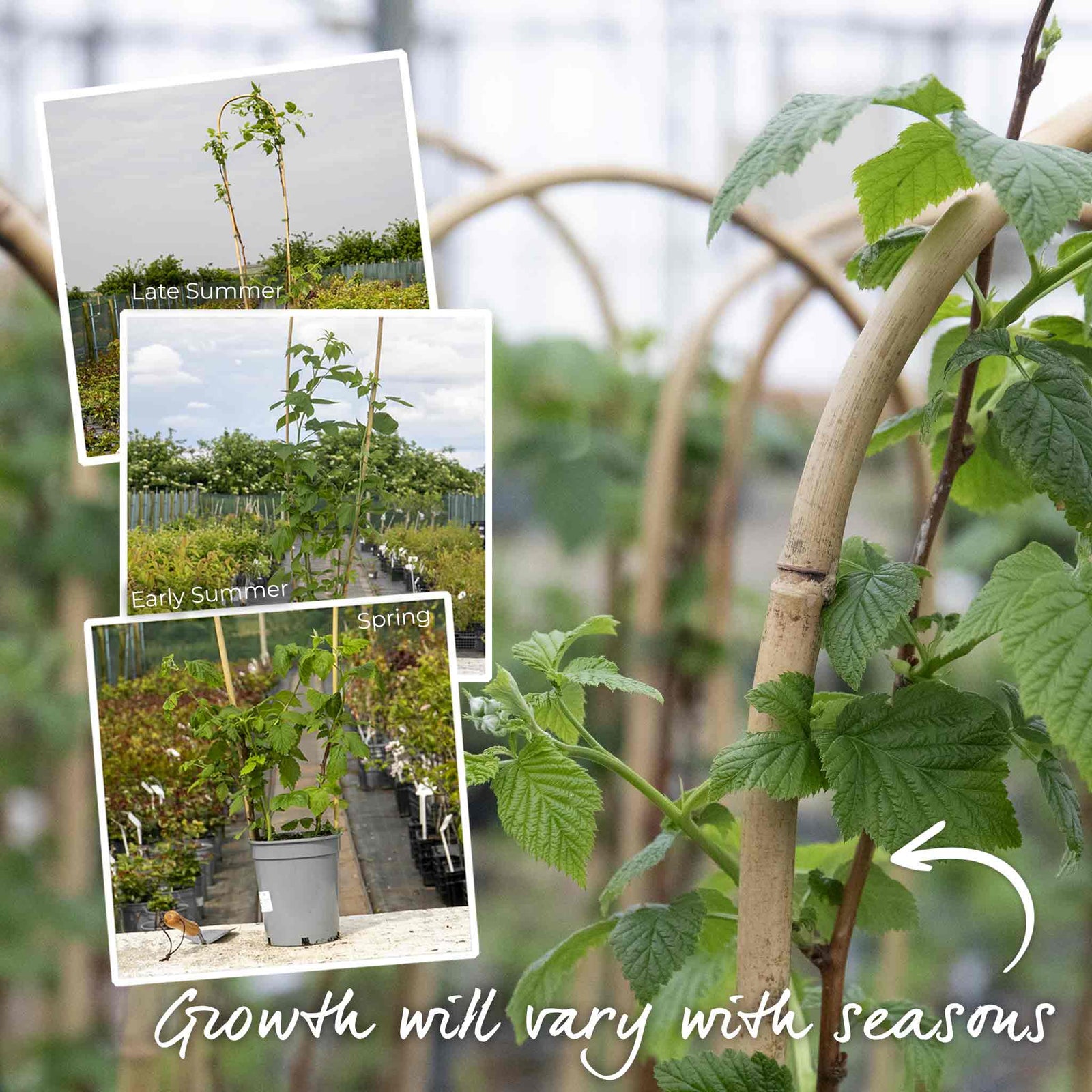 Raspberry 'glen Ample' (midseason Summer Fruit) | 1 x 2L | Red