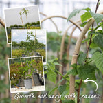 Thornless Raspberry 'joan J' - Compact Autumn-fruiting Primocane Bare Roots | Set of 10 | Scarlet