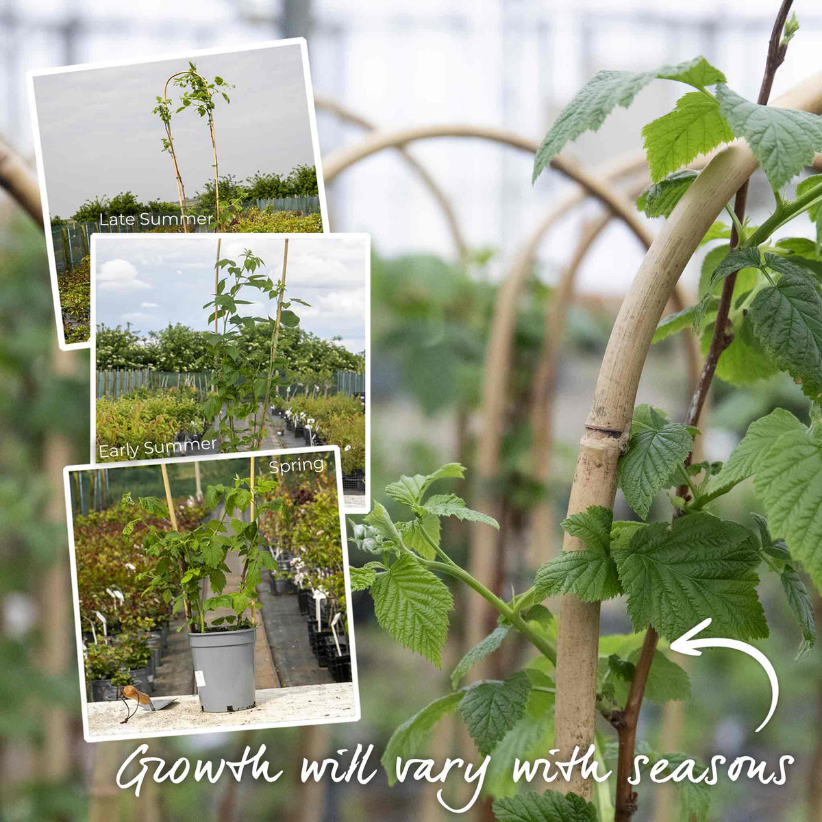 Thornless Raspberry 'joan J' - Compact Autumn-fruiting Primocane Bare Roots | Set of 10 | Scarlet