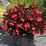 Begonia 'megawatt Red Bronze Leaf' | 12 x Plug Plants | Red