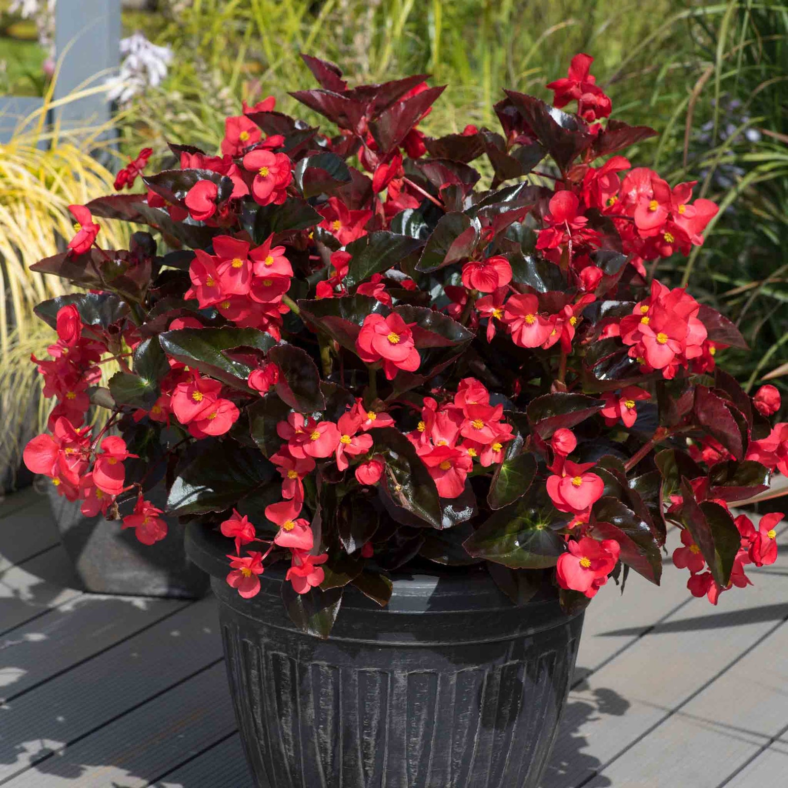 Begonia 'megawatt Red Bronze Leaf' | 12 x Plug Plants | Red