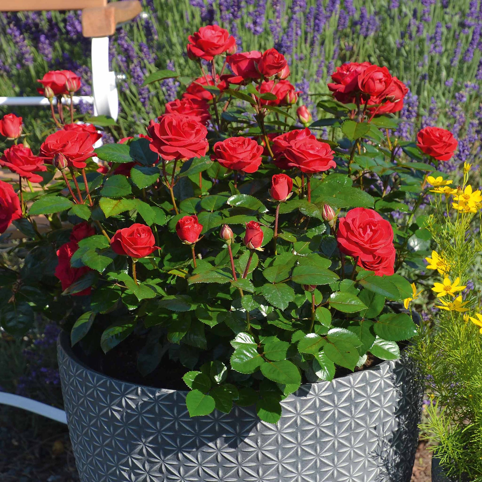 Rose 'precious Ruby' (floribunda Rose) | 1 x Bare Root | Red