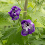 Delphinium 'magic Fountains Dark Blue White Bee' Perennial | 3 x 9cm