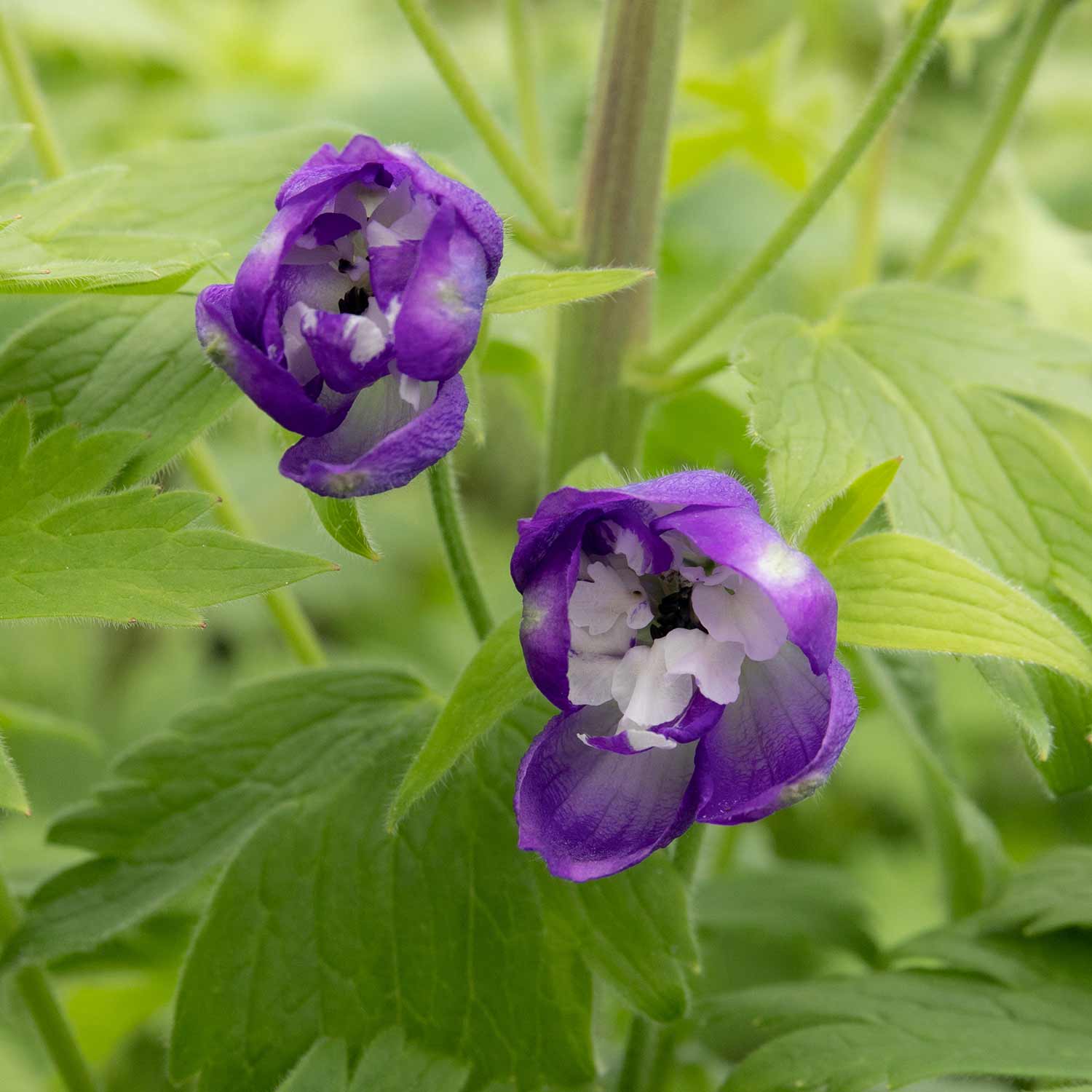 Delphinium 'magic Fountains Dark Blue White Bee' Perennial | 1 x 9cm