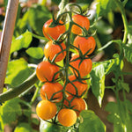 Cordon Tomato 'sungold' Jumbo Plugs | Set of 3