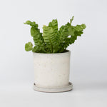 Bird's Nest Fern - Asplenium Nidus 'crispy Wave' - Height 25-40cm - ⌀12cm | Set-of-1 | Green