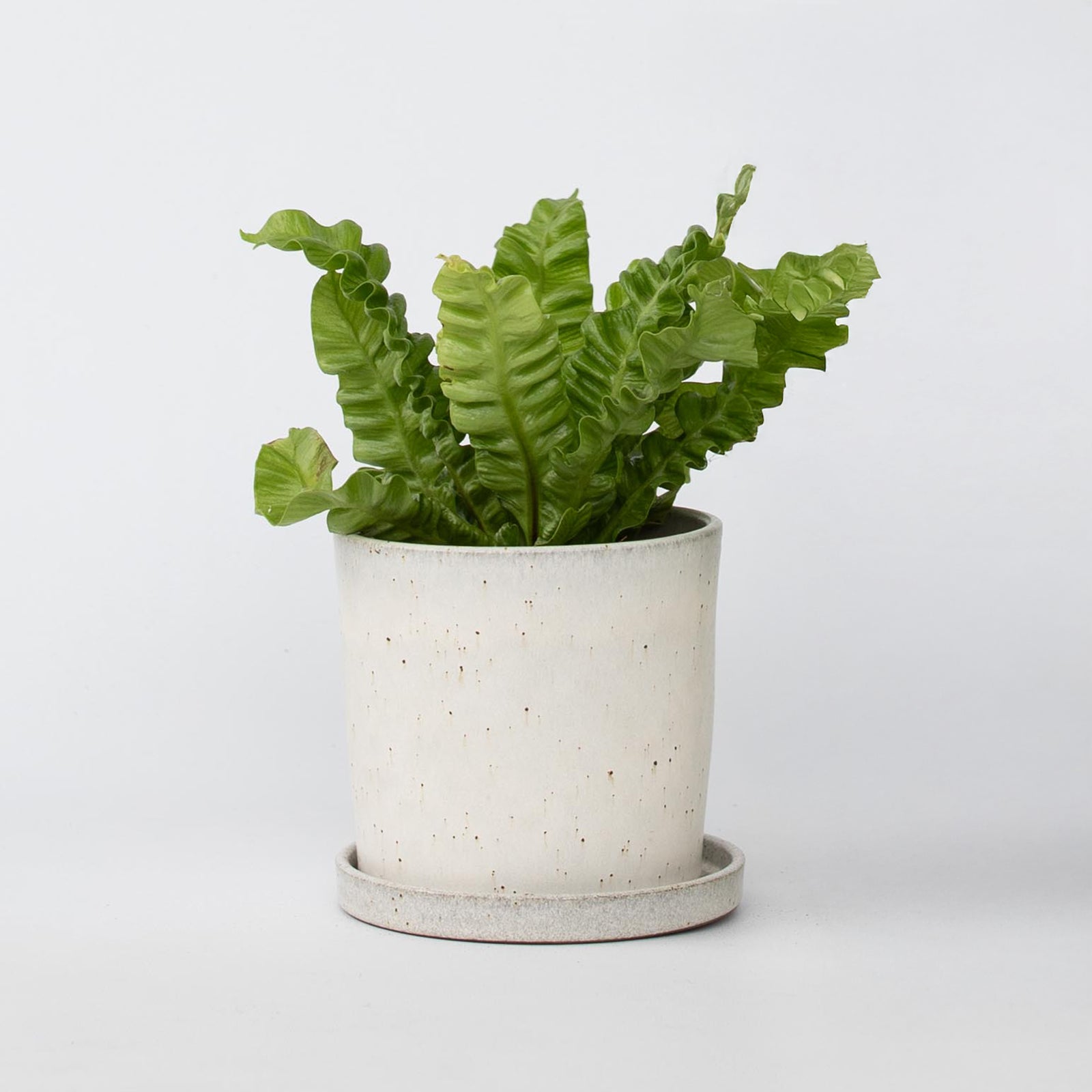 Bird's Nest Fern - Asplenium Nidus 'crispy Wave' - Height 25-40cm - ⌀12cm | Set-of-1 | Green