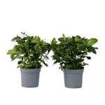 Cape Jasmine - 2 Pcs. - Gardenia Jasminoides - Height 20-30cm - ⌀13cm | Set-of-2 | White