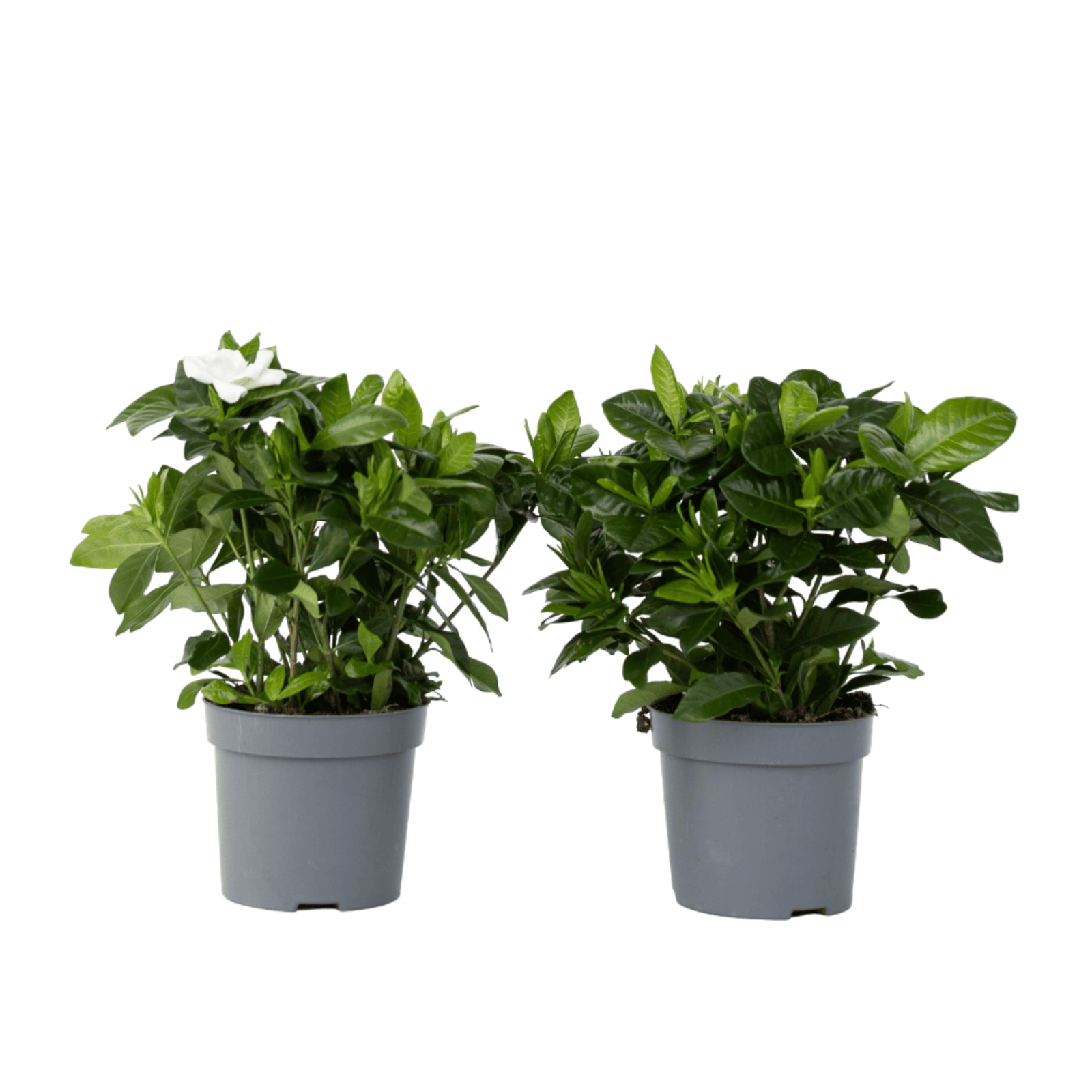 Cape Jasmine - 2 Pcs. - Gardenia Jasminoides - Height 20-30cm - ⌀13cm | Set-of-2 | White