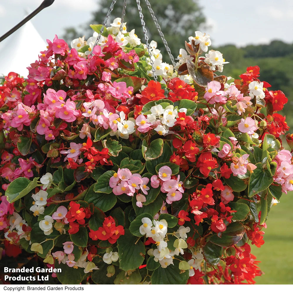 Begonia Lotto Mixed Garden Ready Plants | 48 x Garden Ready Plants
