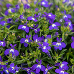 Lobelia Masterpiece Blue Seeds | 50 Seeds
