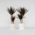 Madagascar Dragon Tree - 2 Pcs. - Dracaena 'magenta' - Height 70-80cm - ⌀17cm | Set of 2 | Green
