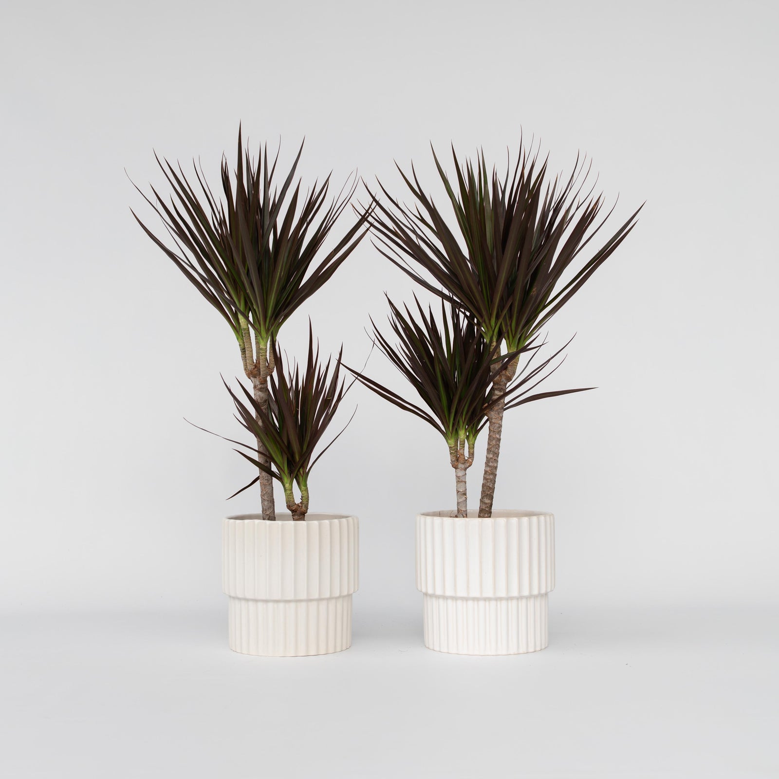 Madagascar Dragon Tree - 2 Pcs. - Dracaena 'magenta' - Height 70-80cm - ⌀17cm | Set of 2 | Green