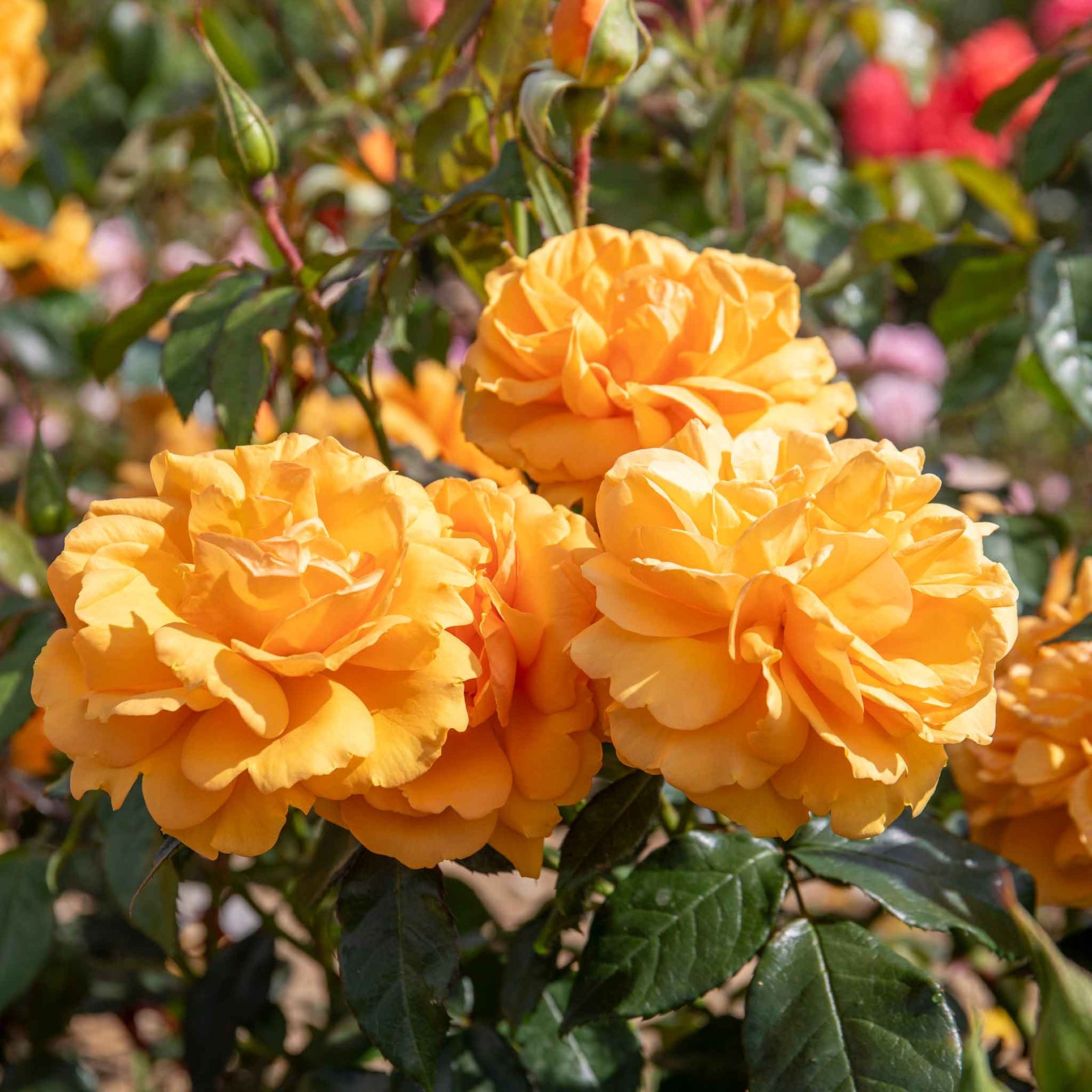 Rose 'golden Beauty' Floribunda (golden-orange, Rhs Agm) | 1 x Bare Root | Orange
