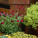 Cosmos 'chocamocha', Chocolate-scented Deep Mahogany-red, 30cm | 3 x Jumbo Plugs