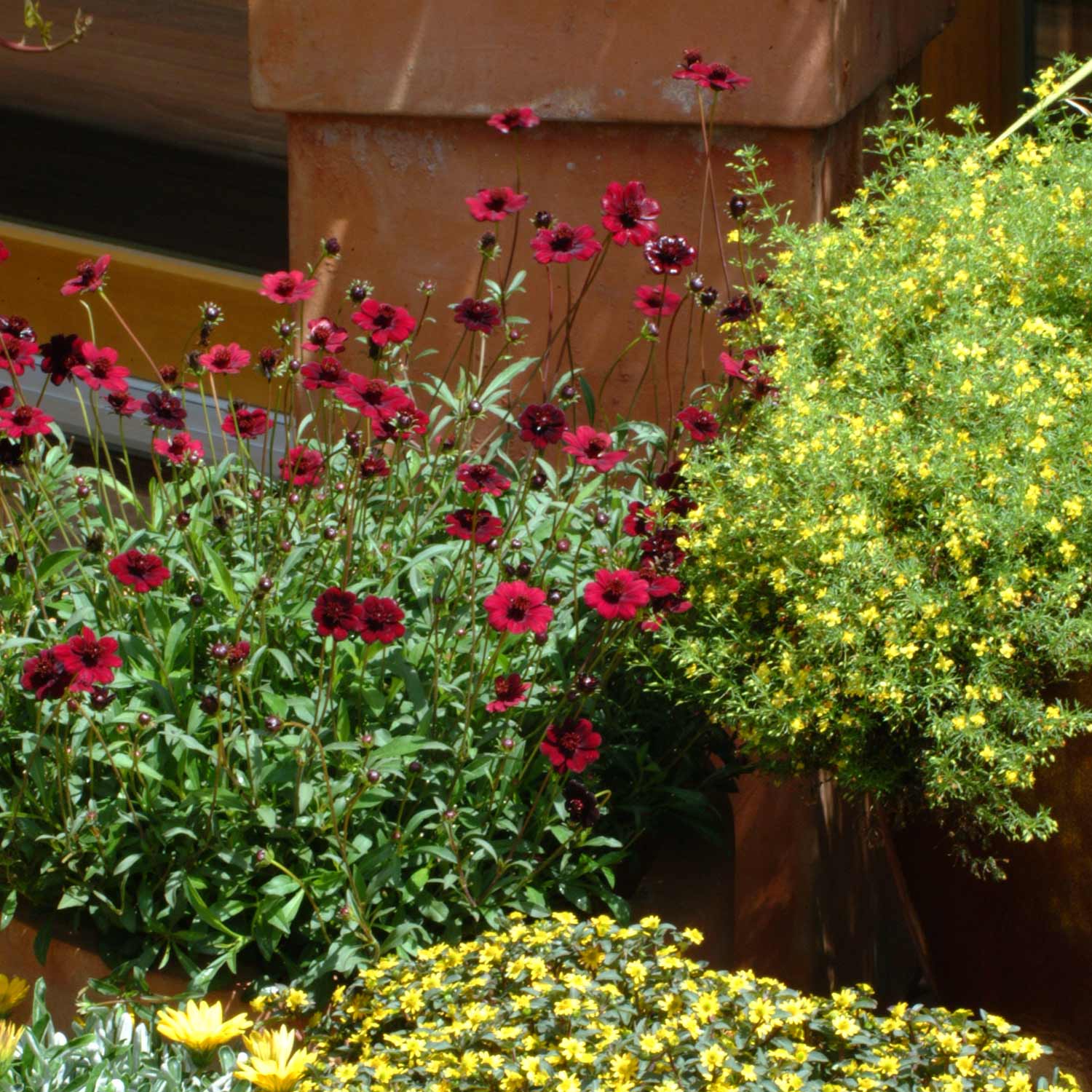 Cosmos 'chocamocha', Chocolate-scented Deep Mahogany-red, 30cm | 3 x Jumbo Plugs