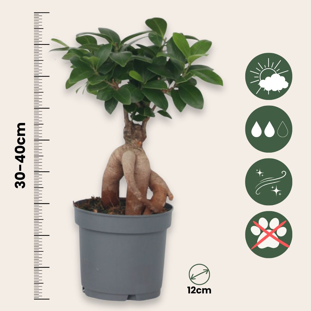 Curtain Fig - 4 Pcs. - Ficus Microcarpa - Height 30-40cm - ⌀12cm | Set of 4 | Green