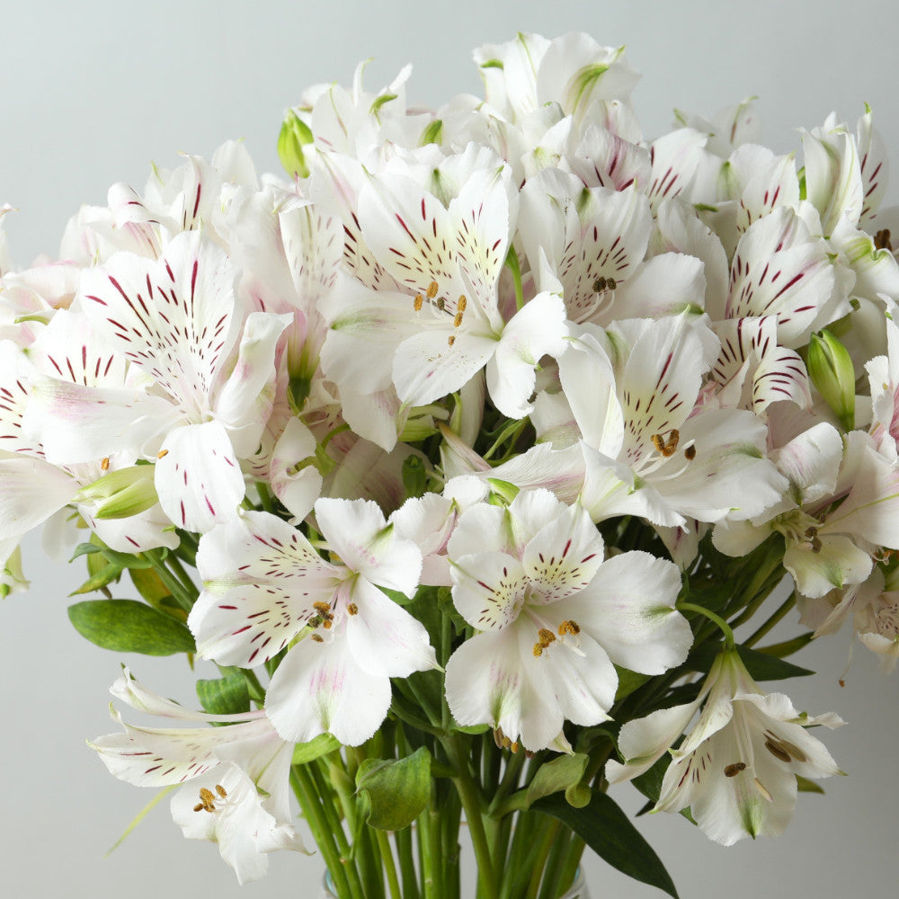 Hayloft Alstroemeria Majestic Maze - 3 x 9cm Pots