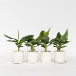 Banana Plant - 4 Pcs. - Musa 'oriental Dwarf' - Height 25-40cm - ⌀12cm | Set of 4 | Green