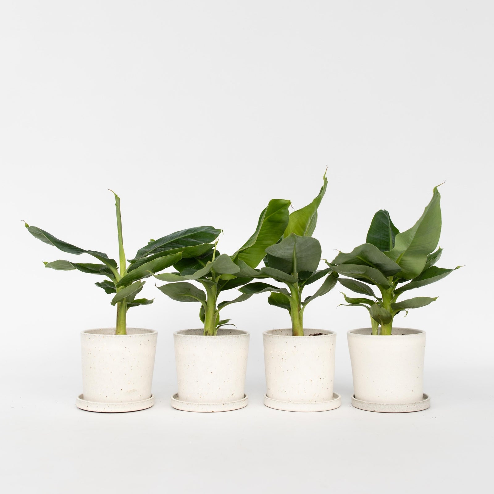 Banana Plant - 4 Pcs. - Musa 'oriental Dwarf' - Height 25-40cm - ⌀12cm | Set of 4 | Green