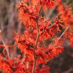 Witchhazel Hamamelis Ruby Glow Shrub Plant 4ft Extra Large In A 7.5 Litre Pot