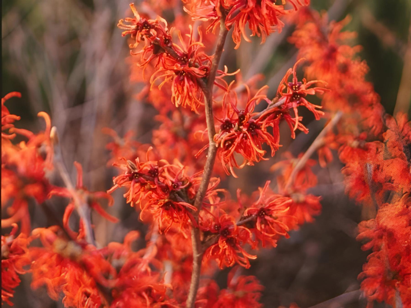 Witchhazel Hamamelis Ruby Glow Shrub Plant 4ft Extra Large In A 7.5 Litre Pot