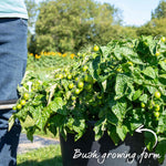 Montello Bush Tomato (determinate) 9cm Plant | Set of 6