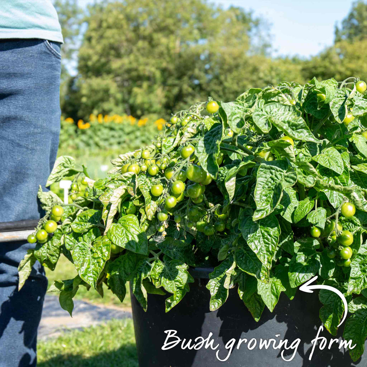 Tiny Temptations Orange Bush Tomato 9cm Plants | Set of 6
