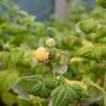Raspberry 'goodasgold' - Compact Pale Yellow Raspberry | 1 x 2L | Gold