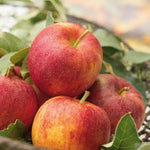 Apple Tree Gala — Bare-root Semi-dwarf M26 | 1 x Bare Root