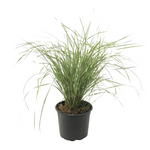 Feather Reed Grass - Calamagrostis Acutiflora 'overdam' - H20-30cm - ⌀23cm | Set-of-1 | Green