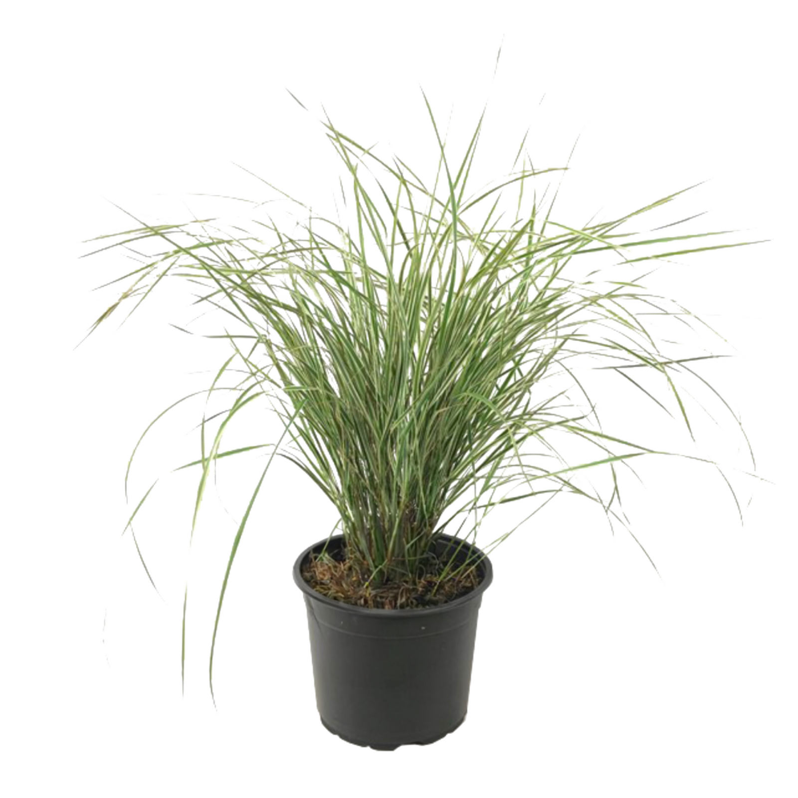 Feather Reed Grass - Calamagrostis Acutiflora 'overdam' - H20-30cm - ⌀23cm | Set-of-1 | Green