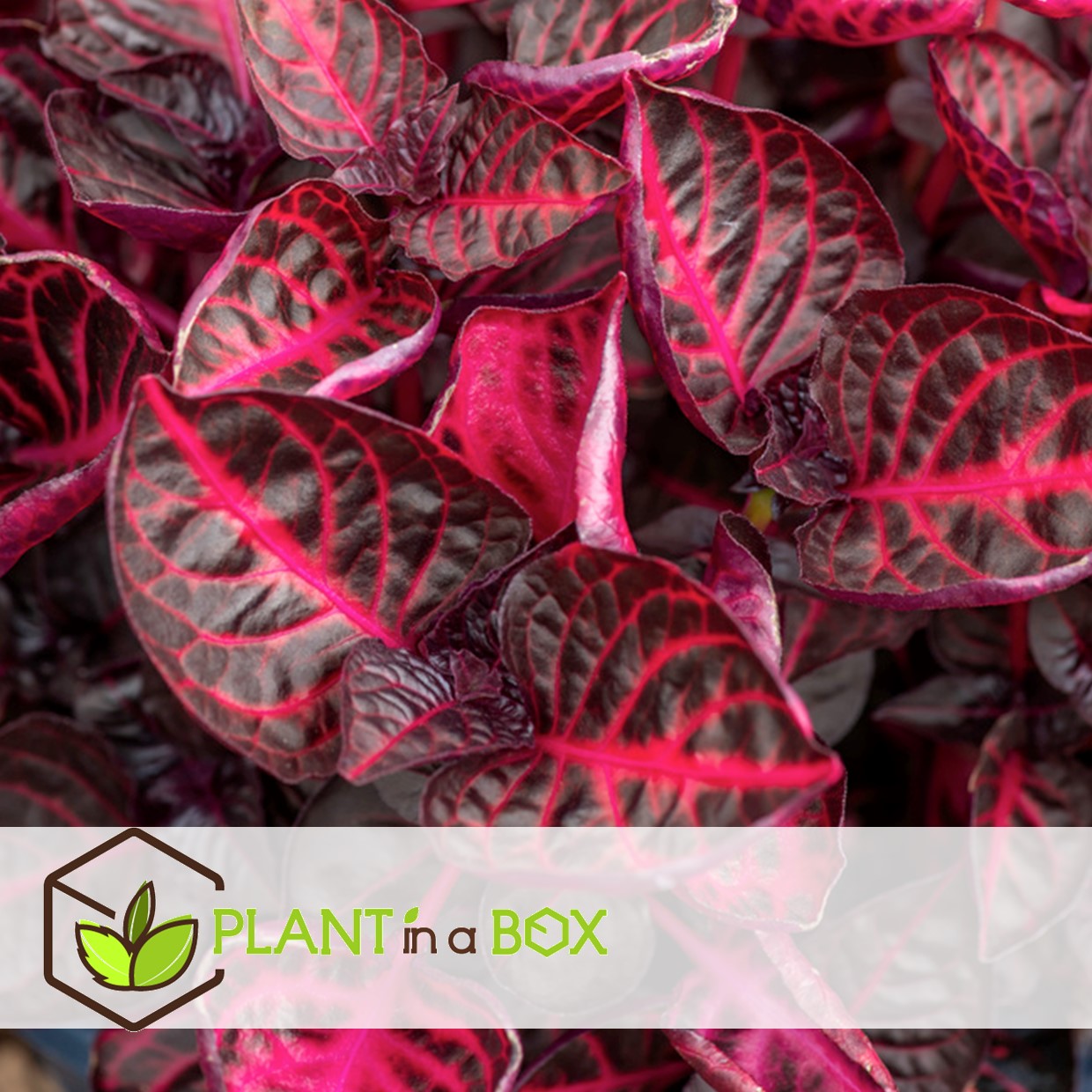 Bloodleaf Plant - Iresine Herbstii - Height 20-30cm - ⌀13cm | Set of 1 | Red