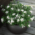 Daphne Eternal Fragrance 9cm Pot | Set of 2 | White