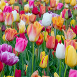 Tulip Bulbs Mixed Border Collection 50 Bulbs | 50 x Bulbs | Mixed