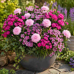 The Dianthus Romance Collection - Plug Plants | Set of 15 | Multi