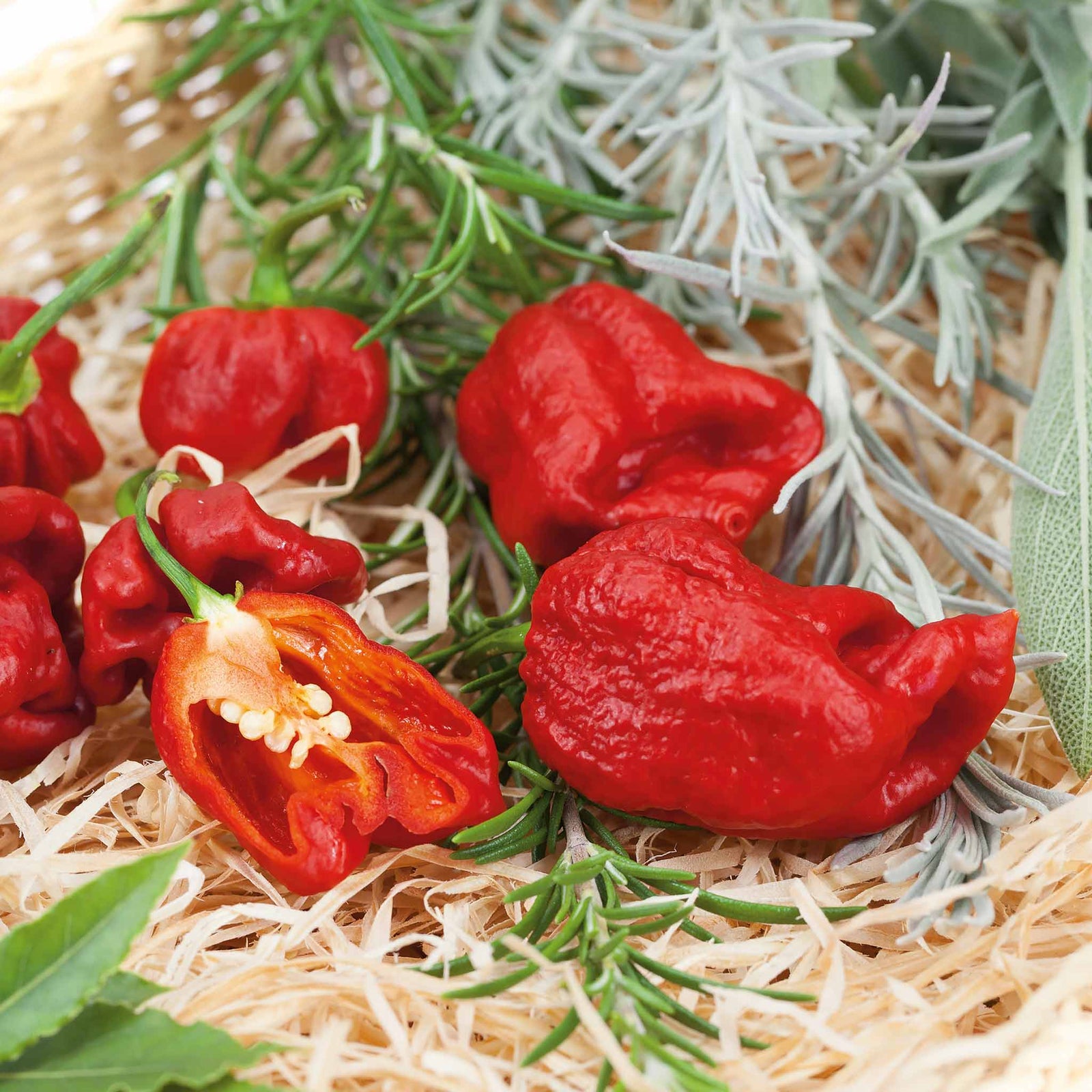 Chilli Flavour Collection Hot, Mild And Smoky | 6 x Jumbo Plugs | Multi