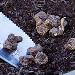 Anemone Blanda Mixed Corms | 50 x Bulbs | Multi